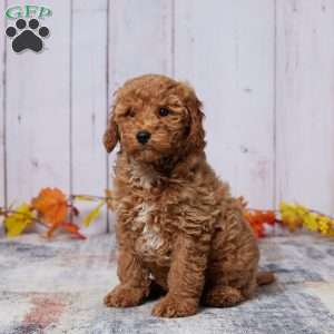 Zakiah, Mini Goldendoodle Puppy